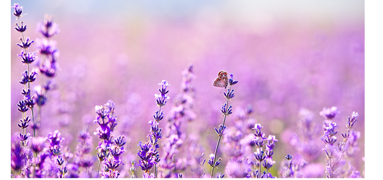Lavender