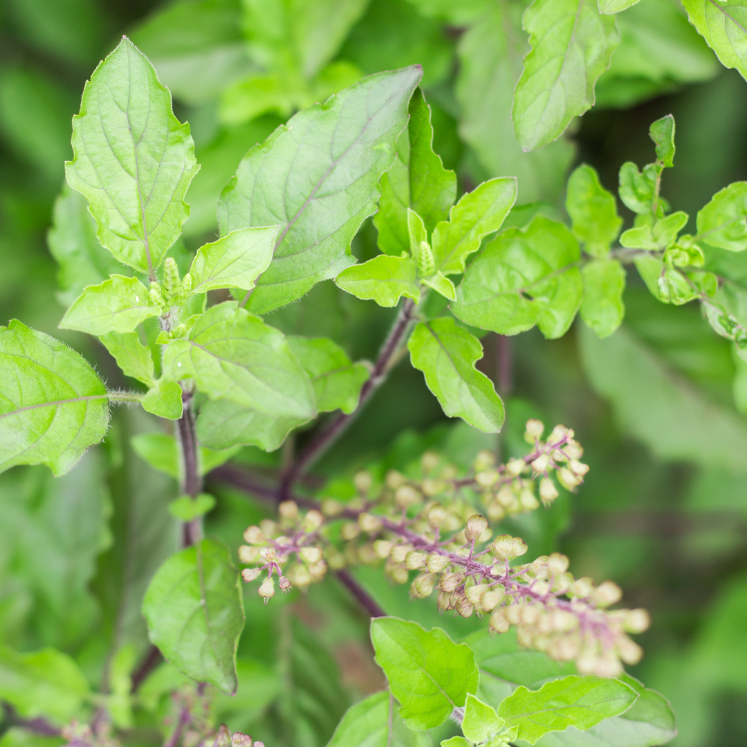 tulsi holy basil adaptogenic tea