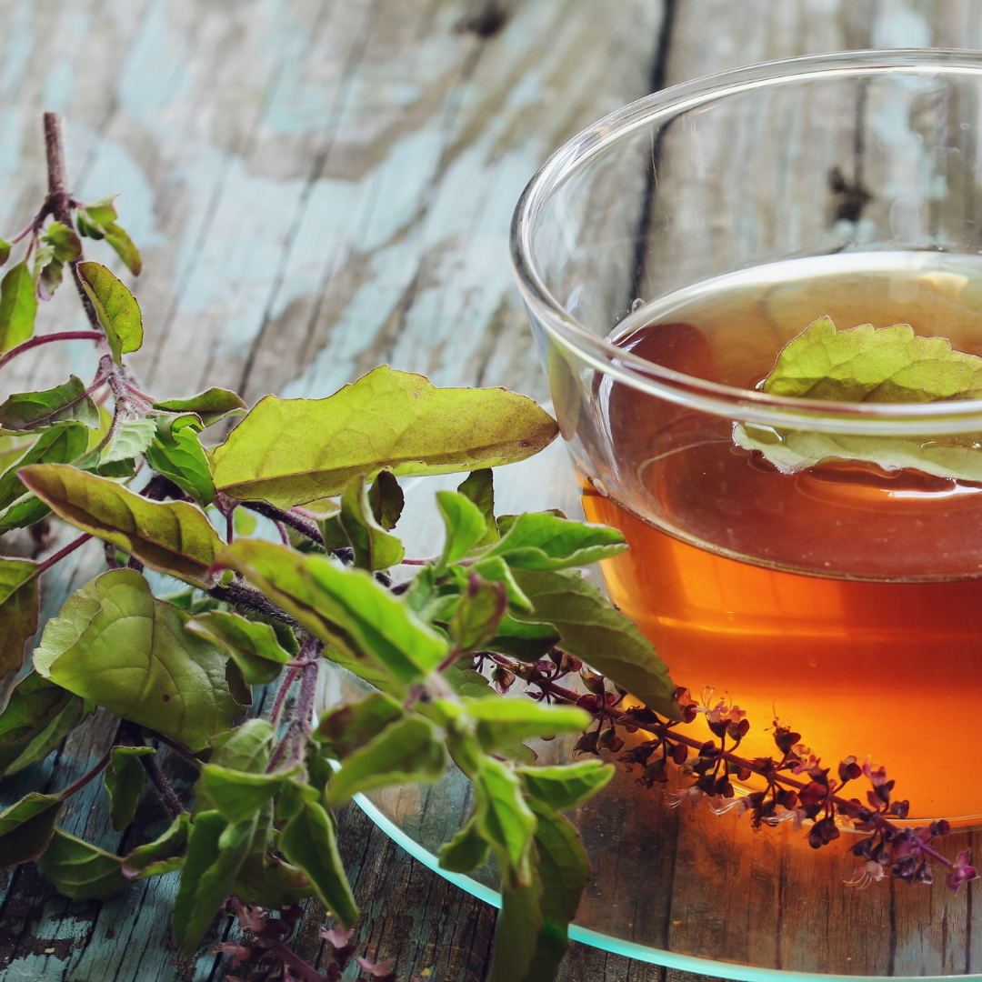 tulsi holy basil adaptogen