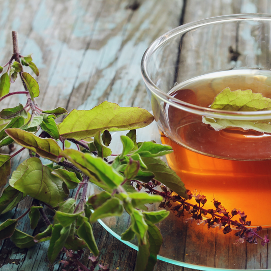 tulsi holy basil adaptogen