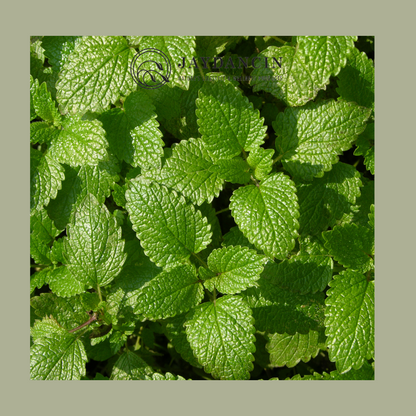 Lemon Balm Tea