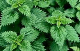Nettle Leaf Tea